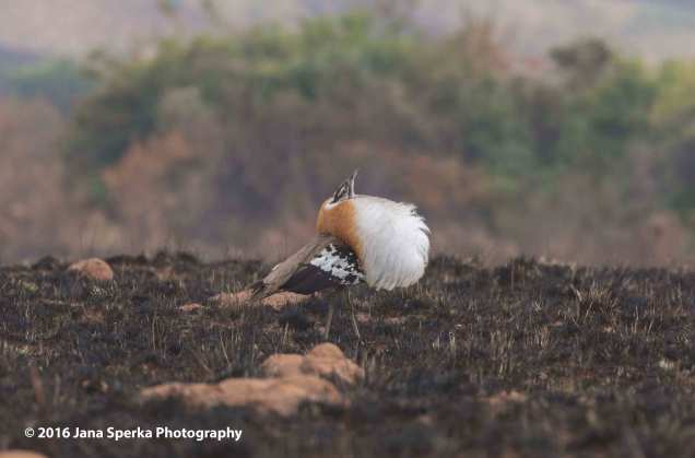 Denham's-Bustard-displayingweb