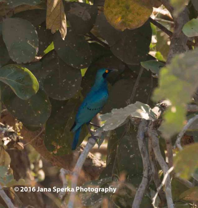 Greater-Blue-eared-starlingweb
