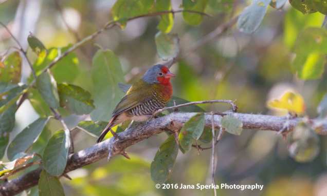 Green-winged-pytiliaweb