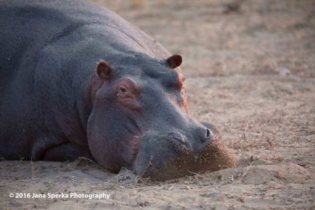 hippo-unimpressedweb