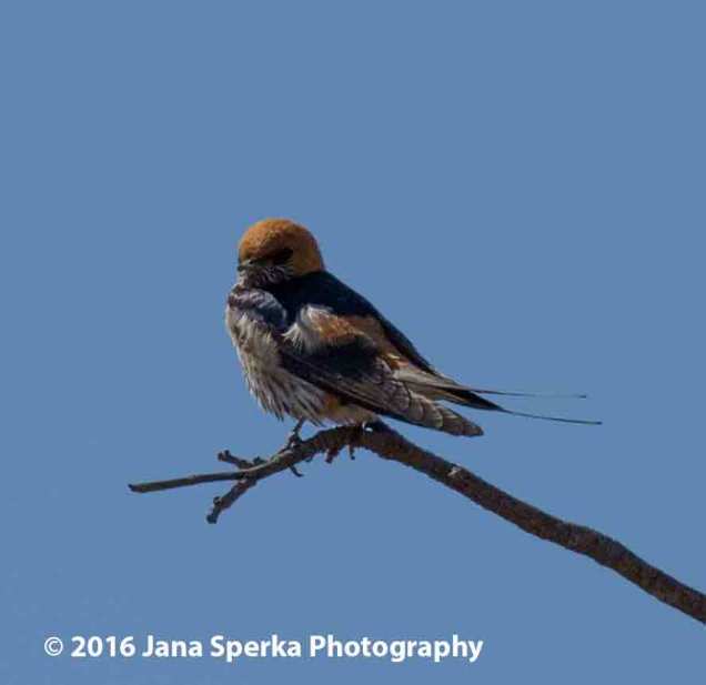 Lesser-Stripped-Swallowweb
