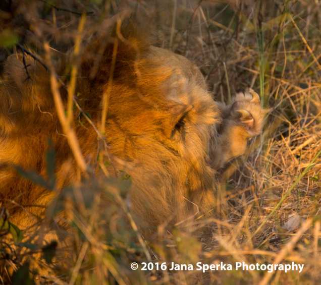 Lion-cleaning-clawweb