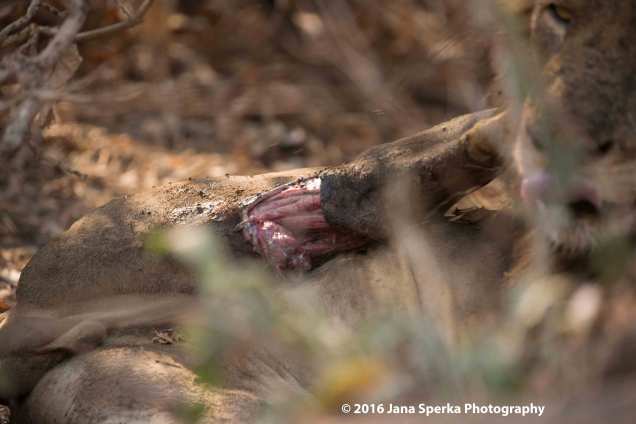 Lion-cubs-snack-time_10web