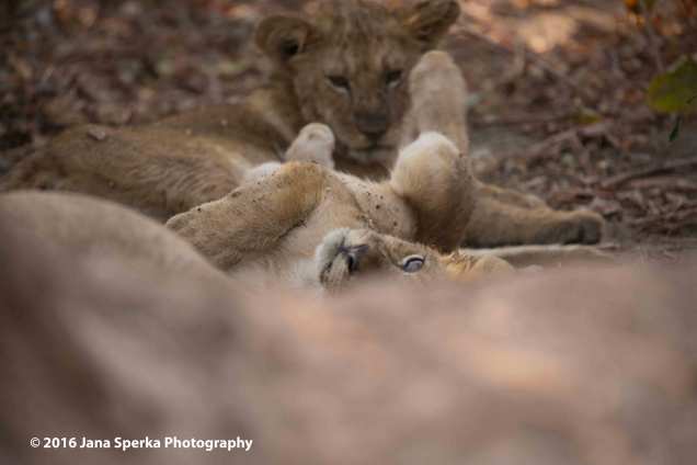 Lion-cubs-snack-time_12web