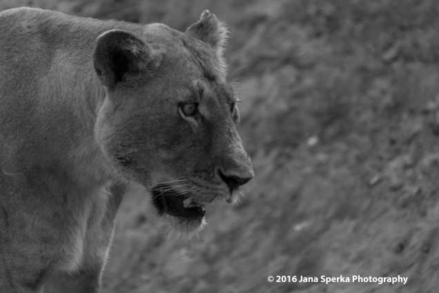 Lion-cubs-snack-time_5web