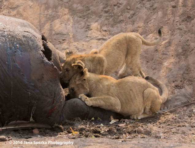 Lion-cubs-snack-timeweb