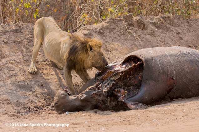 Lion-dirty-brother-skinny-eatingweb