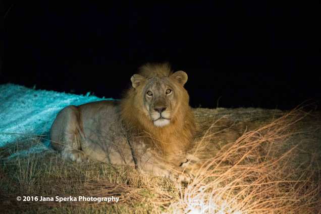 Lion-in-the-night_1web