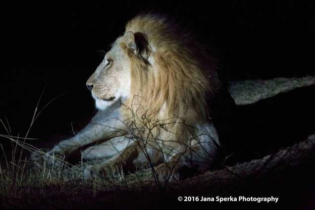 Lion-in-the-nightweb