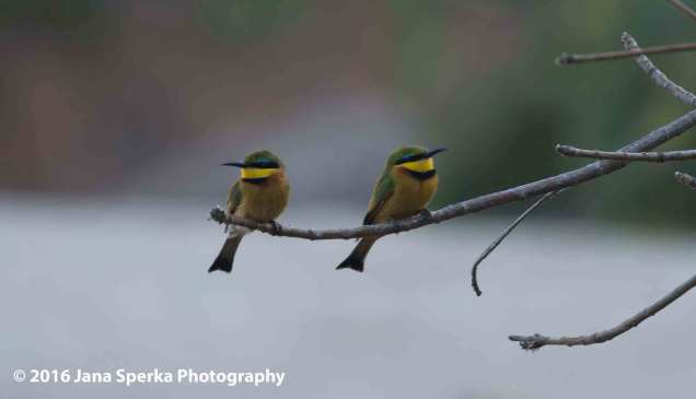 Little-Bee-Eatersweb