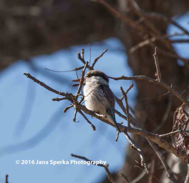 Striped-kingfisherweb