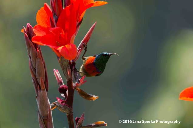 Sunbird_2web