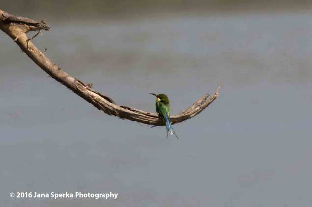 Swallow-tailed-Bee-eaterweb