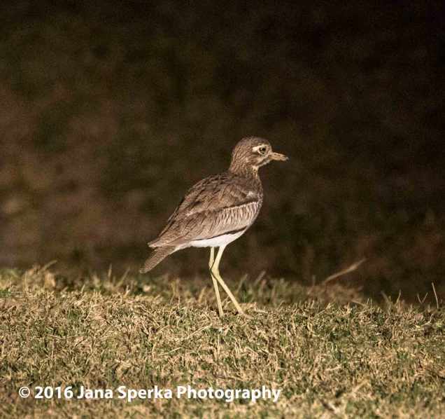 Water-thick-knee-or-dikkopweb
