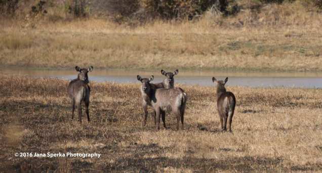 Waterbuck-Defasaweb