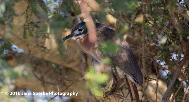 White-backed-night-heronweb
