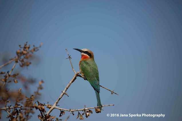 White-fronted-bee-eaterweb