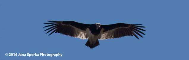 White-headed-Vulture_1web