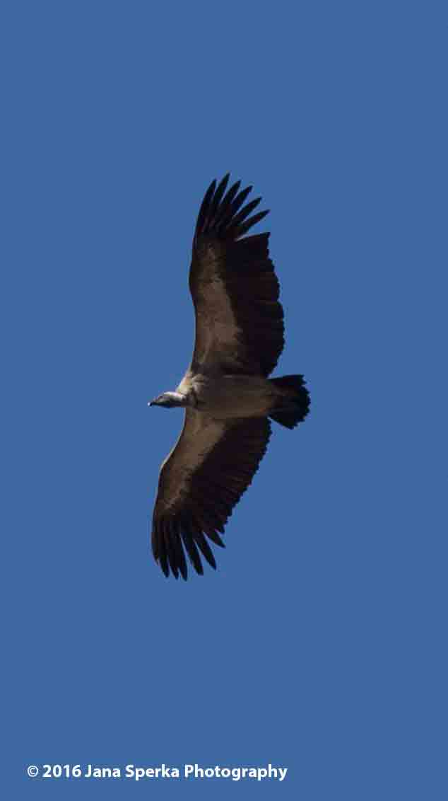 White-headed-Vultureweb