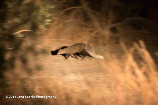 White-tailed-mongooseweb