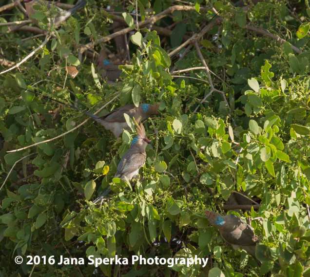 Blue-Napped mousebirds and they make a mouse noise when they chirp.