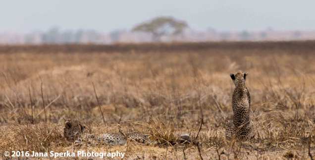 cheetah-brothers_1web