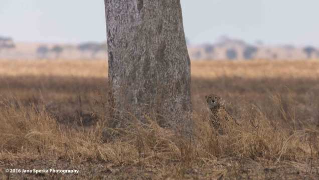 cheetah-brothers_5web