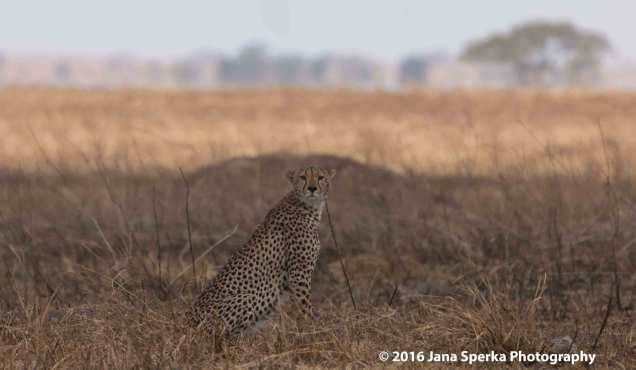 cheetah-brothers_6web