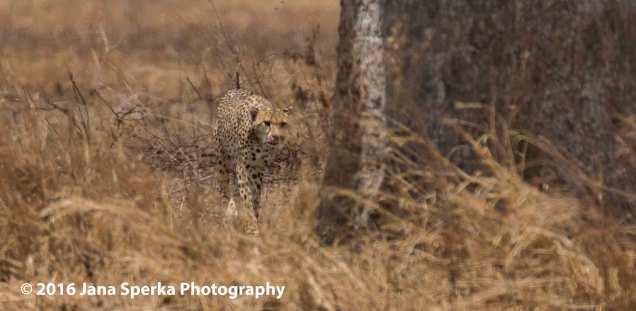 cheetah-brothers_7web