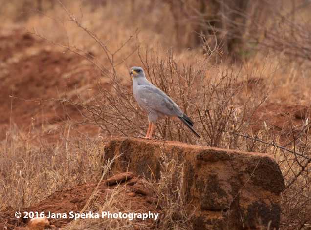 eastern-chanting-goshawkweb