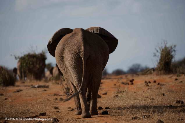 Because elephant butts.