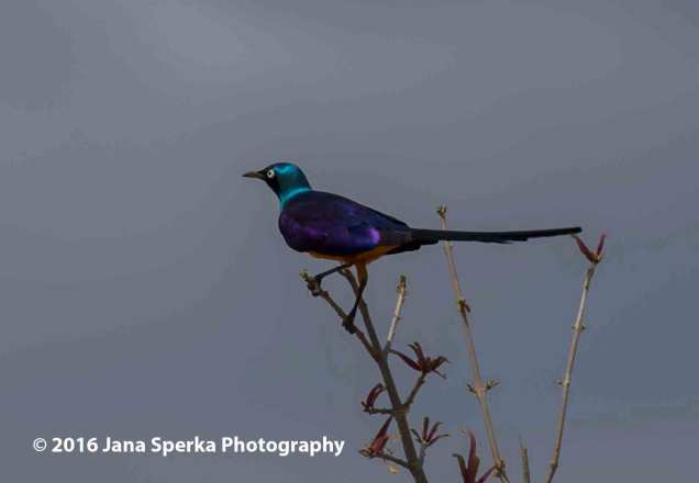 Golden-Bellied Starling. The colours are beyond.