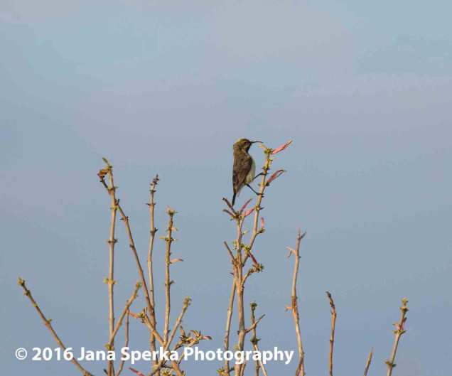 Green headed sunbird - female as she is rather drab in colour.