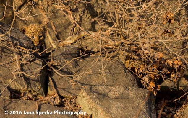 leopard-cub_2web