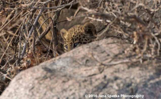 leopard-cubweb
