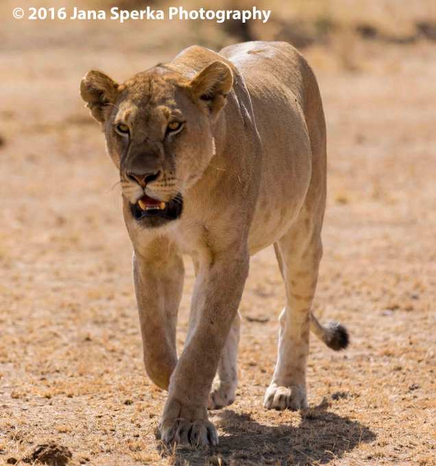 lion-too-darn-hot_1web