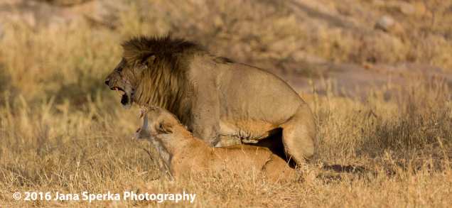lions-mating_2web