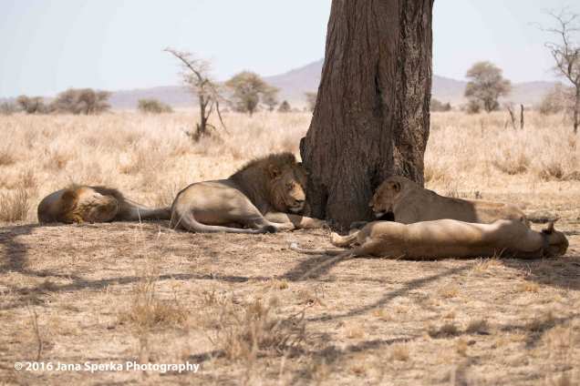 lions-too-darn-hotweb