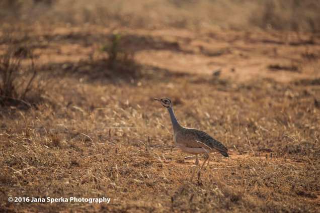 northern-white-bellied-bustardweb