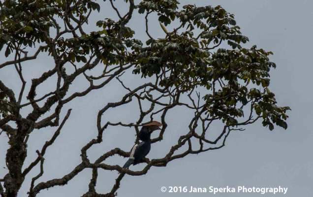 silvery-cheeked-hornbillweb