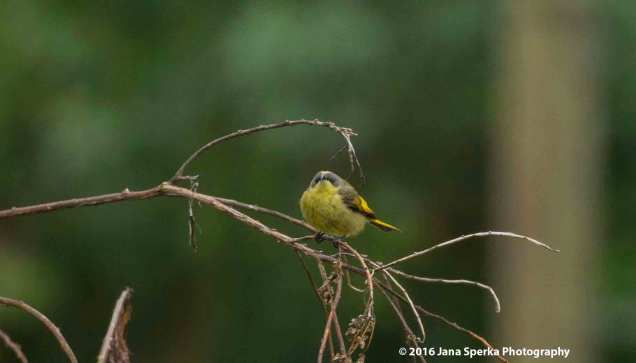 So cold he was all fluffed up.