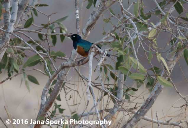 Superb starling, and the colours are superb.