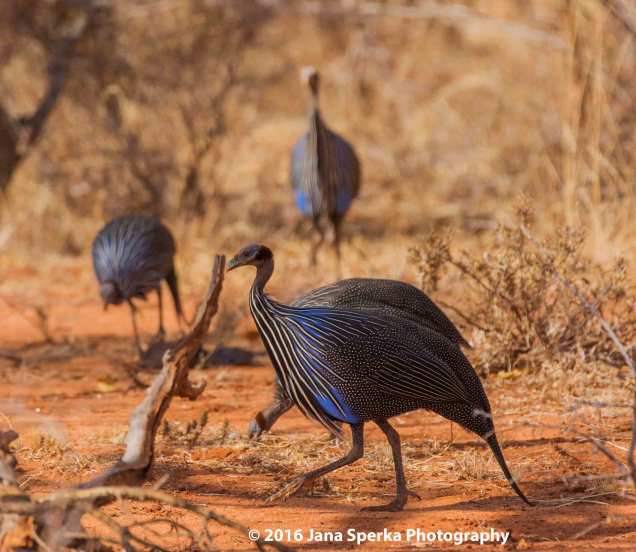 vulturine-guineafowlweb