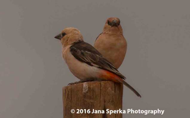 white-headed-buffalo-weaverweb
