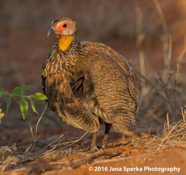 yellow-necked-spurfowlweb
