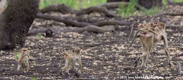 baby-baboons_2web