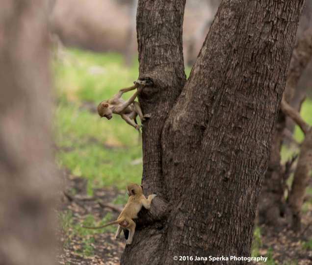 baby-baboonsweb