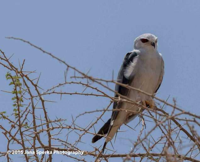 black-shouldered-kiteweb