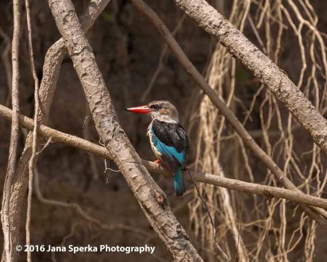brown-hooded-kingfisherweb