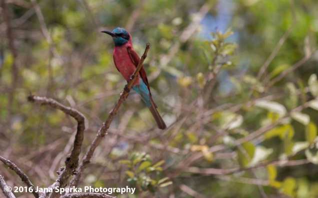 carmine-bee-eaters_2web